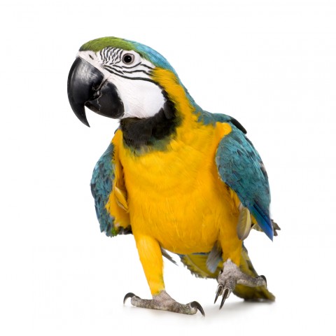 A Blue-and-Yellow Macaw