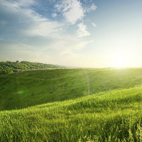 A Pleasant Green Meadow