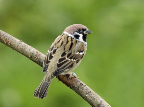 Sparrow