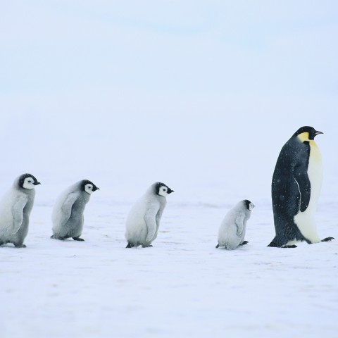 A Family of Penguins Walking on the Snow.