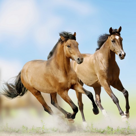 Galloping Wild Horses