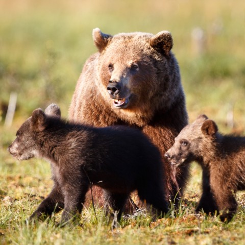 A Mama Bear with Her Two Cubs