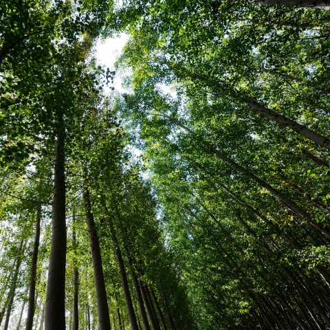 Several Trees in the Forest