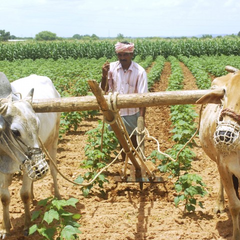 An Indian Man Using Oxen for Farming