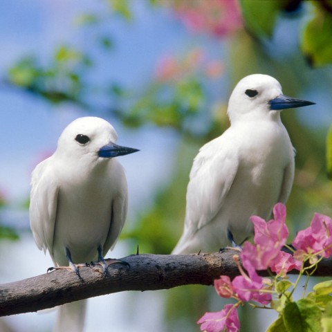 Two Birds Sitting on a Tree Branch with Purple Flowers