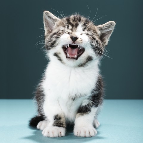 A Kitten Sitting Down and Meowing