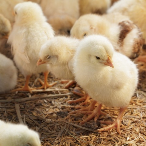 Chicks on Straw