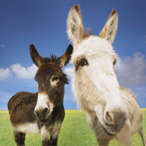 Two Donkeys Staring into the Camera