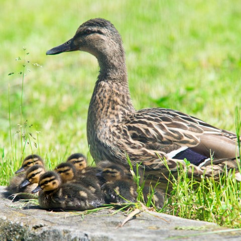 A Duck with Its Ducklings