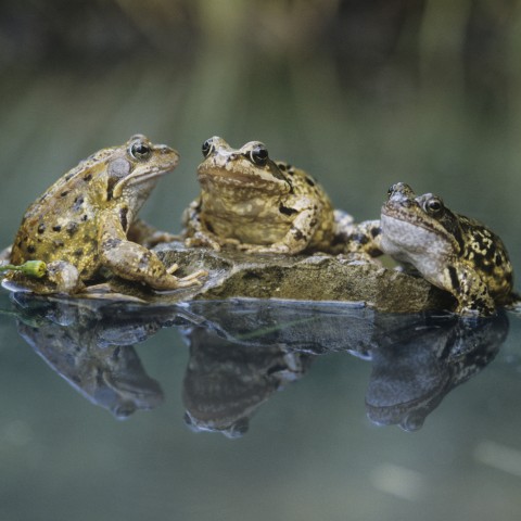 Three Frogs