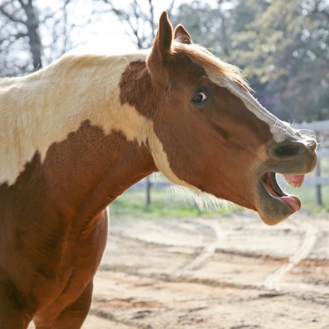 A Horse Neighing