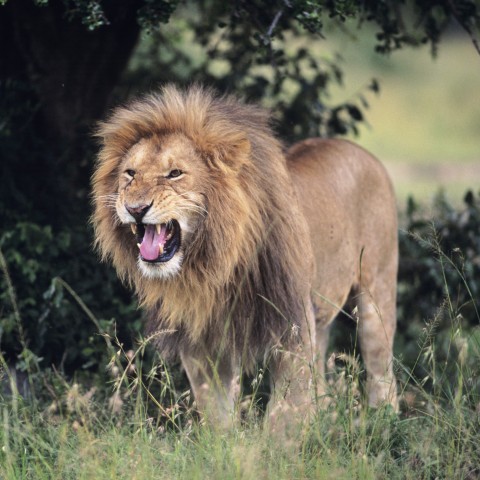 A Snarling Male Lion in the Bush