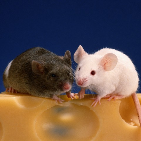 Two Mice on Cheese