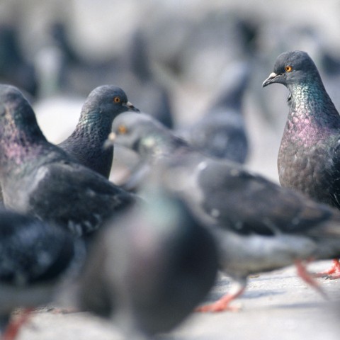 A Flock of Pigeons on the Ground