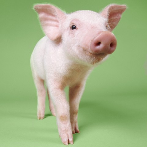 A Cute Pig