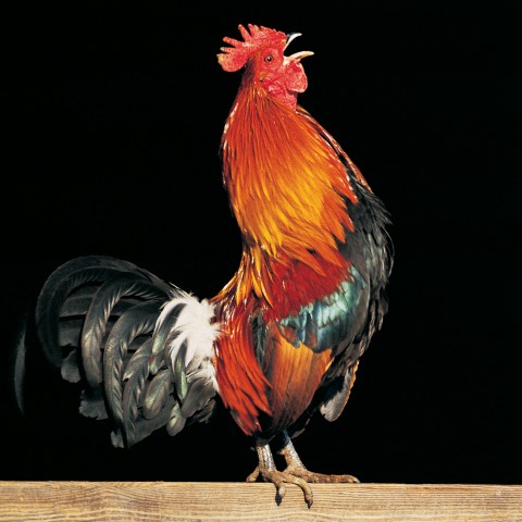 A Rooster