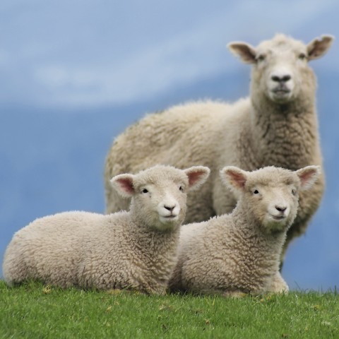 Image of Three Sheep in Nature, Two of Which Are Lying Down