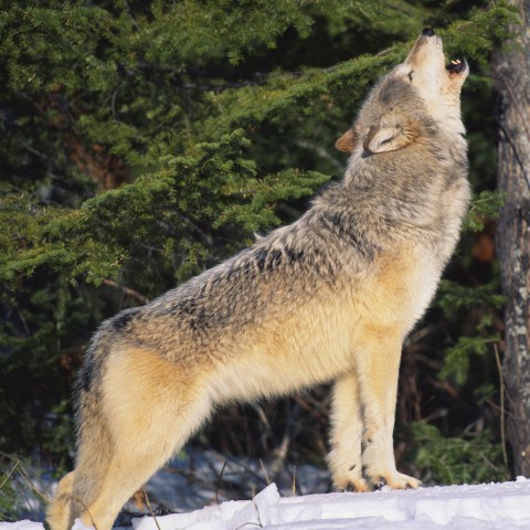 A Large Gray Wolf Howling in the Pine Woods