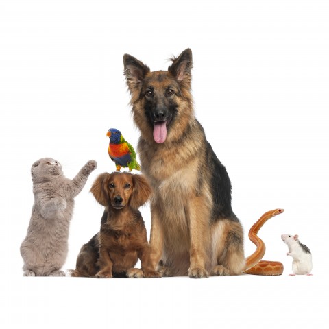 A Selection of Pets