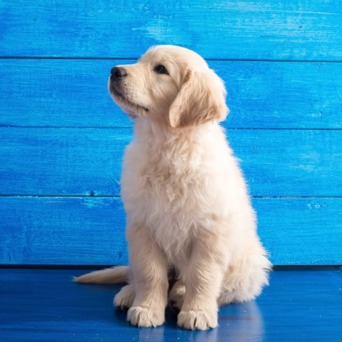  A Small Dog Sitting on Blue Wooden Floor