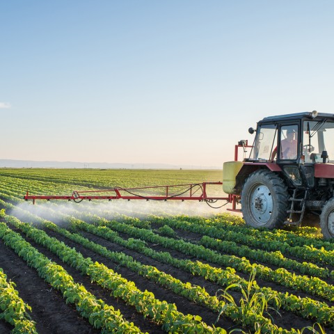 A Tractor Spraying the Plants on a Field