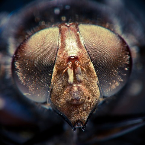 Upclose Image of a Housefly