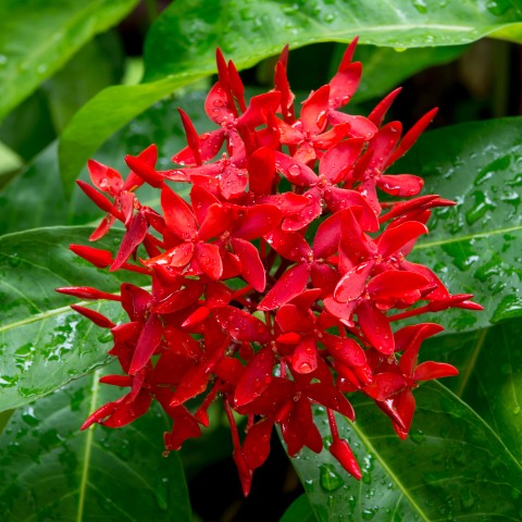 Lovely Red Flowers