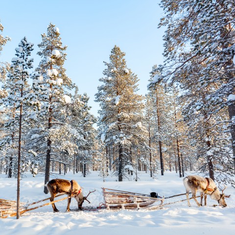 Reindeer Pulling Skis in Snow