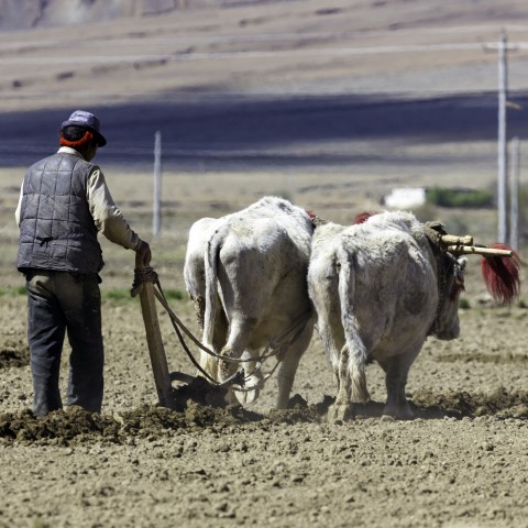 Man Plowing with Oxen