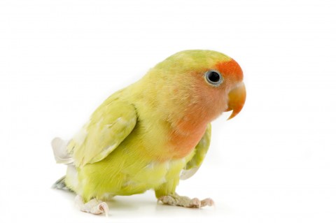 Parrot