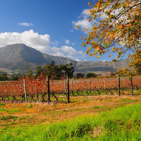South African Cape Vineyard