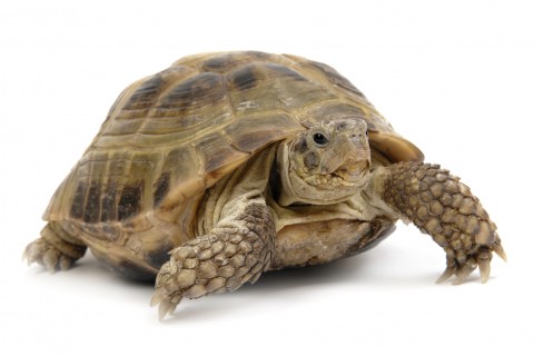 A Tortoise