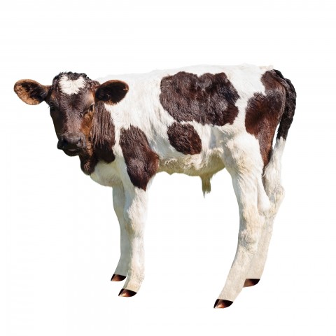 A Cow