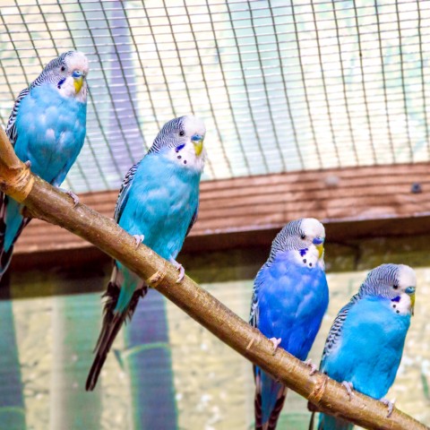 Four Blue-colored Birds Lined Up on a Bench