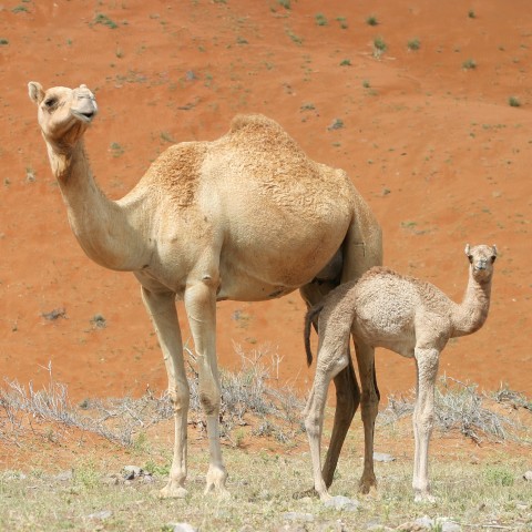 Camel with Calf