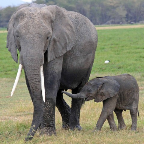 A Big and a Small Elephant.