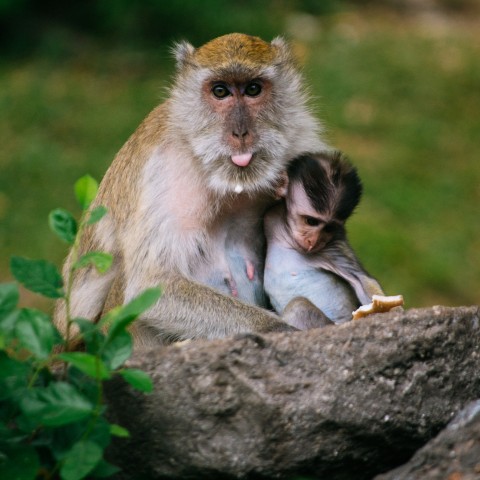 A Female Monkey Sitting with Her Baby in a Tree