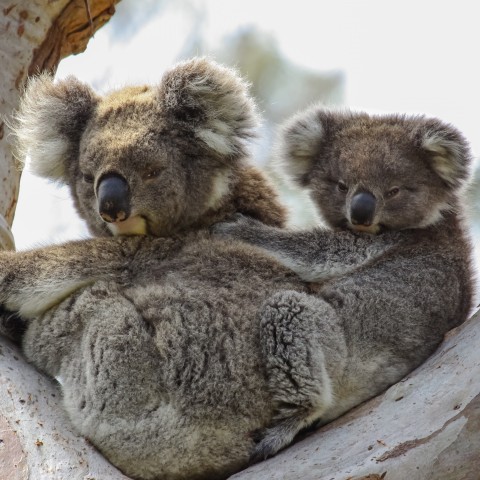 A Mother Koala Bear with Its Baby