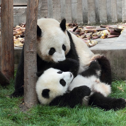 Two Panda Bears Playing with Each Other