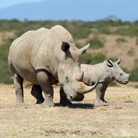 Adult and Baby Rhinoceros