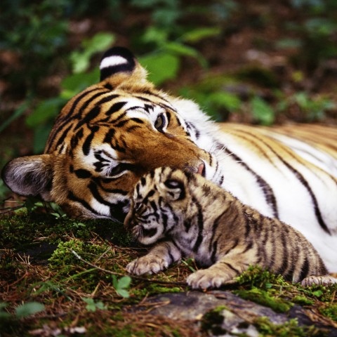 A Tigress with Her Cub