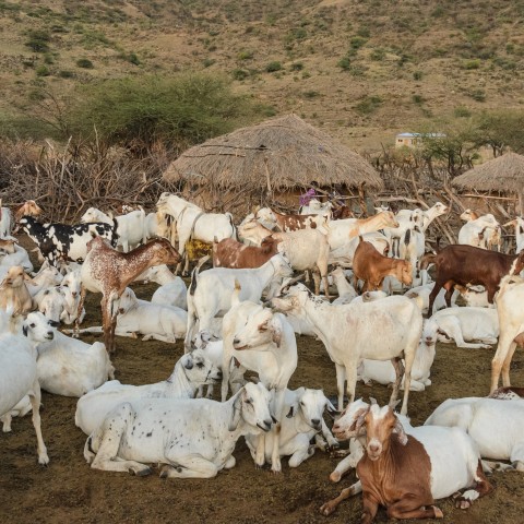 A Picture of Goats on a Farm