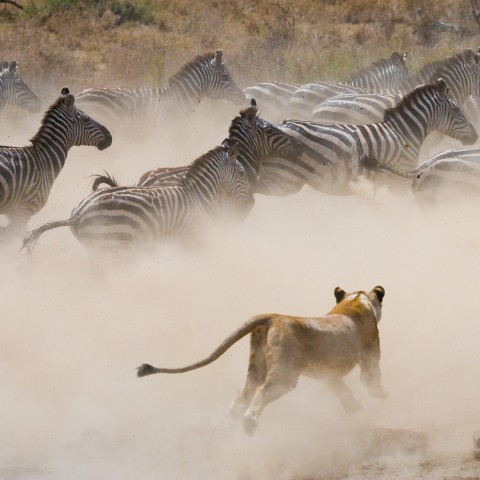 A Lioness Chasing a Herd of Zebra