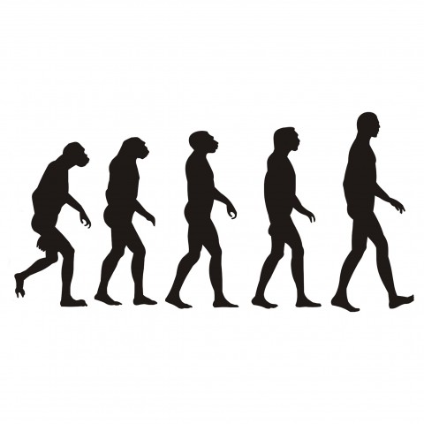 An Image Depicting Evolution of Man
