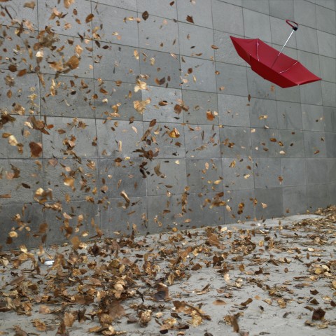 Leaves and Umbrella in the Wind