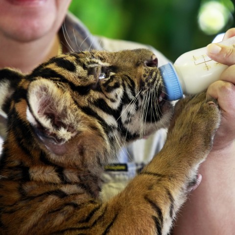 Tiger Cub being Bottle Fed