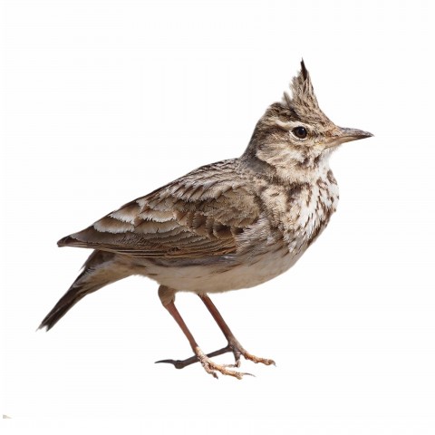 A Small Bird in White Background