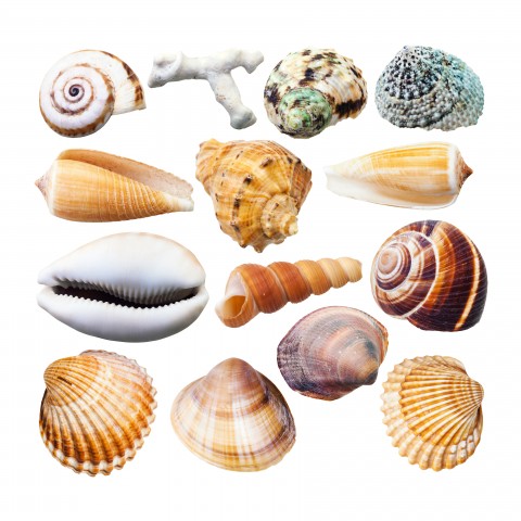 Sea Shells