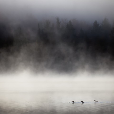 Fog on a Pond with Ducks