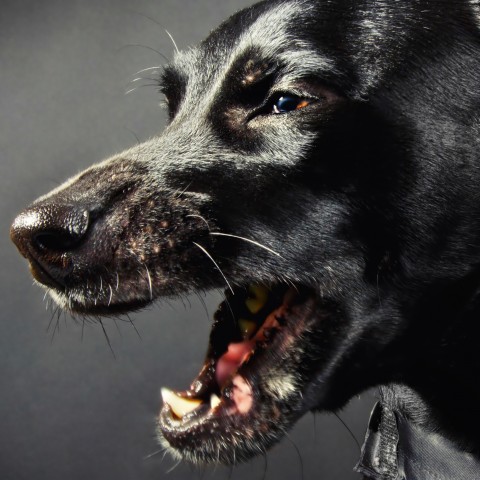 A Black Dog Barking